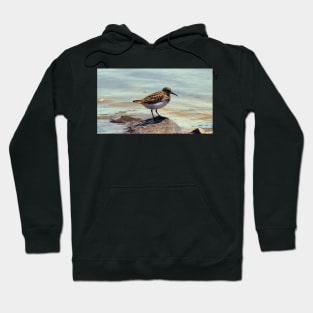 A Least Sandpiper Along a Shore Hoodie